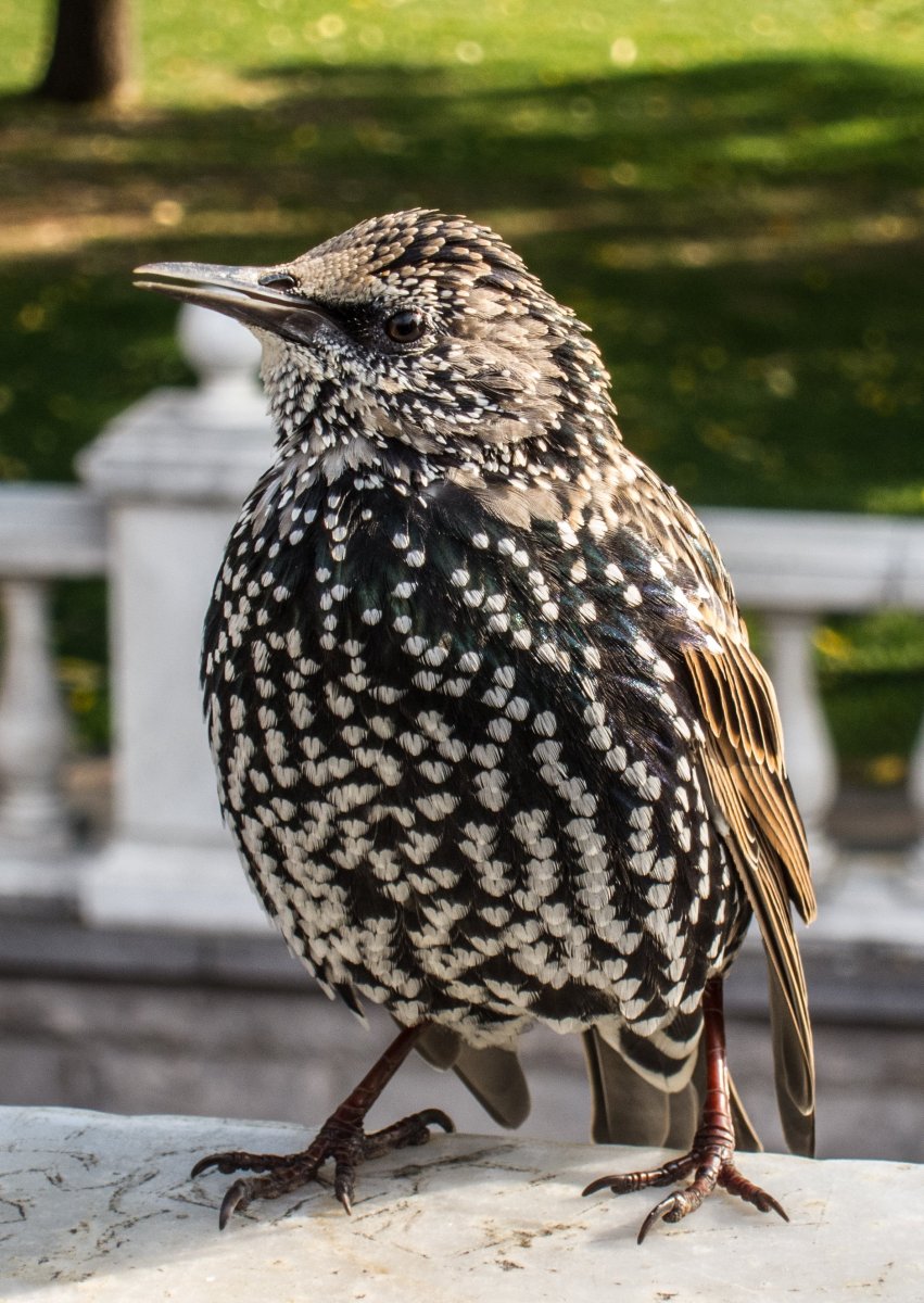 Шпак скворец