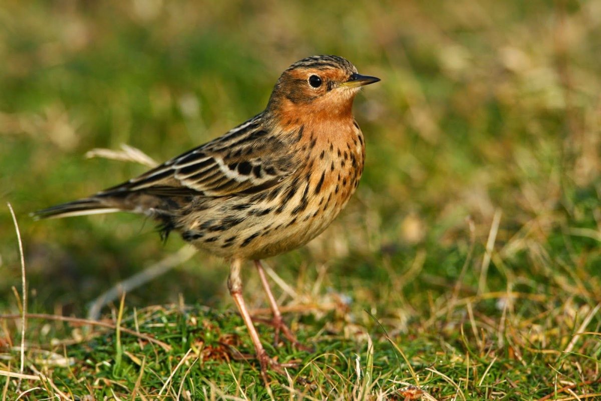 Коричневая пятнистая птица