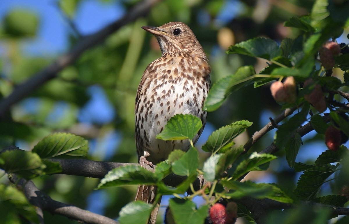Певчий Дрозд птенцы