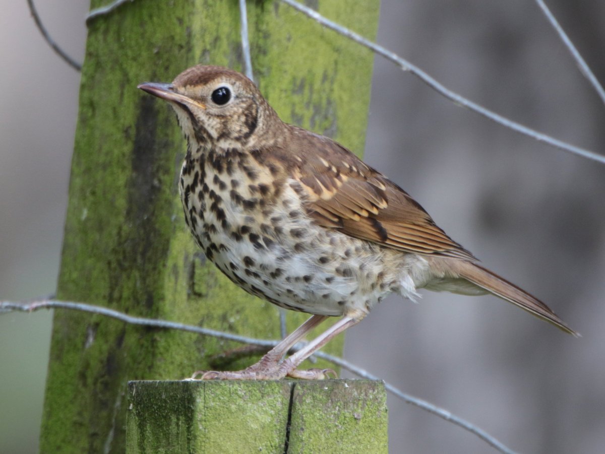 Черный певчий Дрозд
