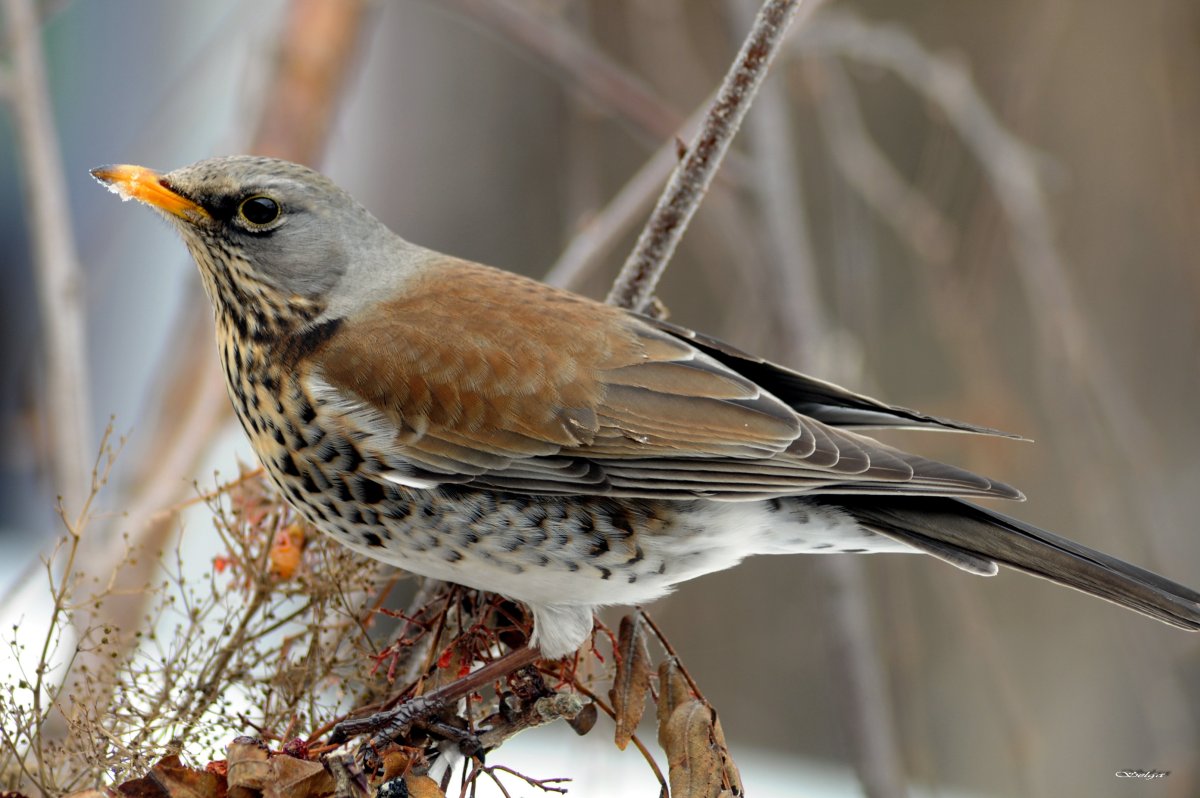 Дрозд рябинник Воронежской области