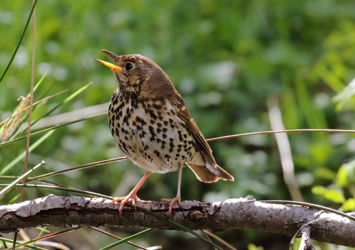 Певчий Дрозд в Ленинградской области