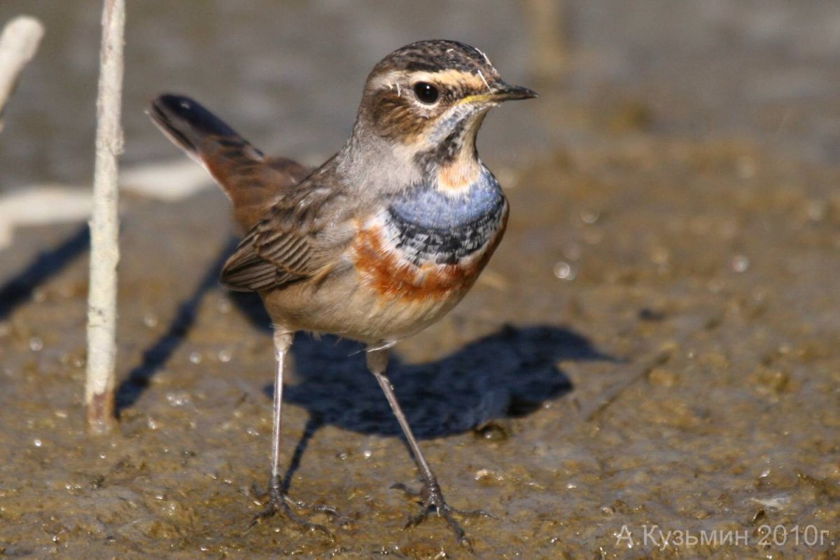 Варакушка, белая трясогузка