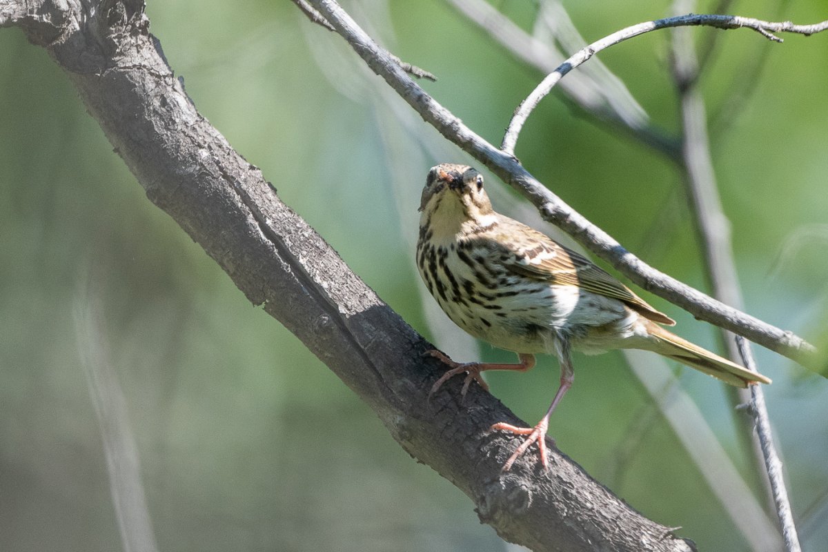 Пятнистый конек