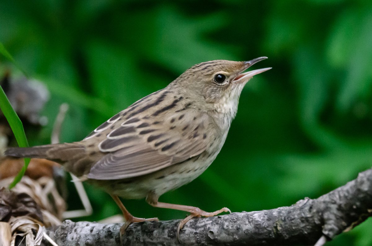 Забайкальский сверчок птица