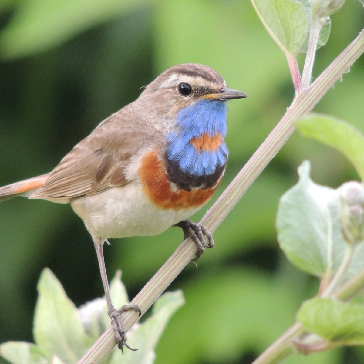 Скворец варакушка