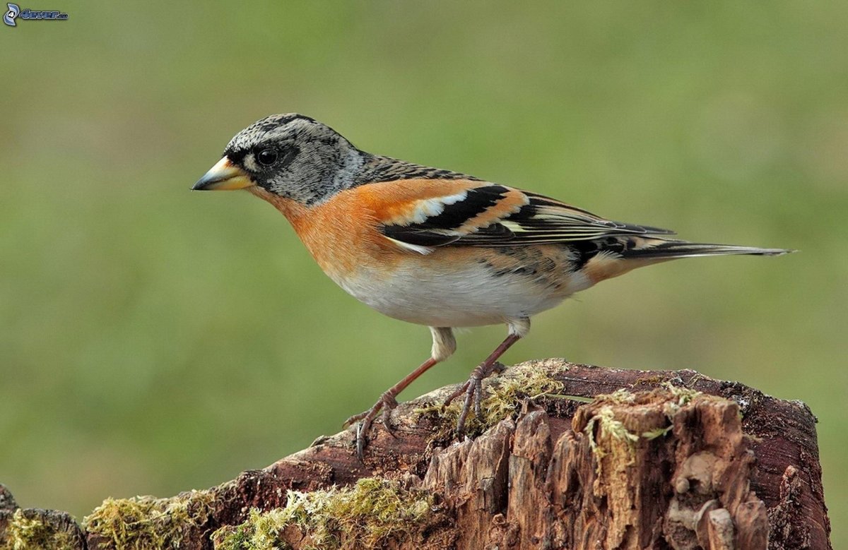 Вьюрок Зяблик