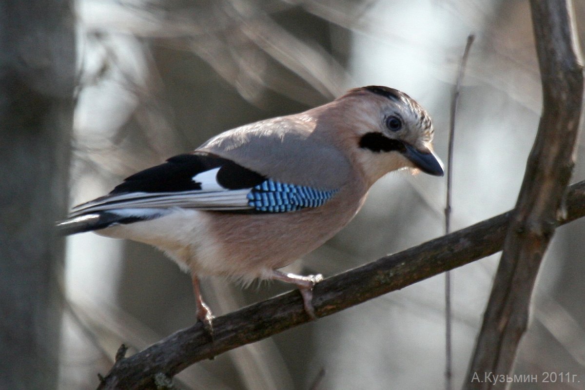 Птицы Ростовской области птицы