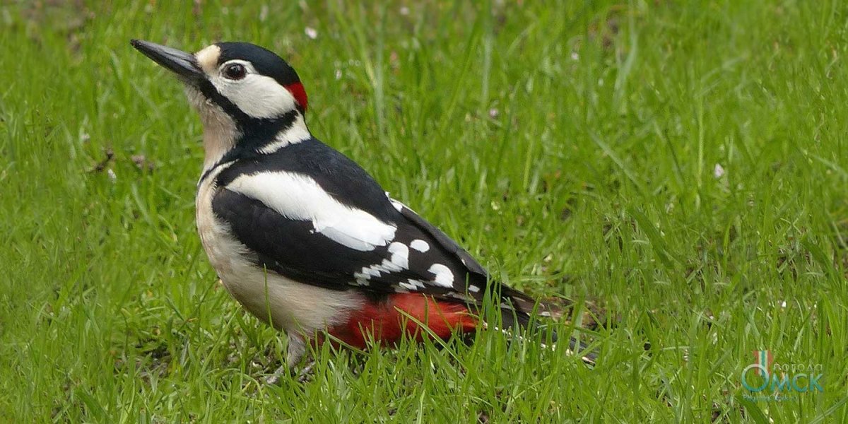 Дятел Ростовской области