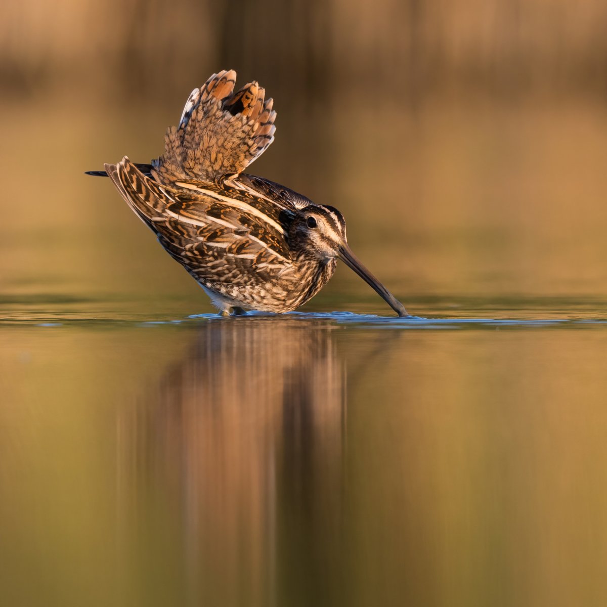 Бекас птичка детеныш