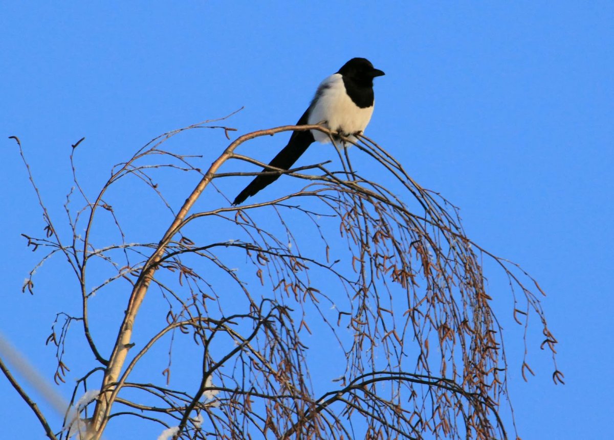 Городские птицы Ростова