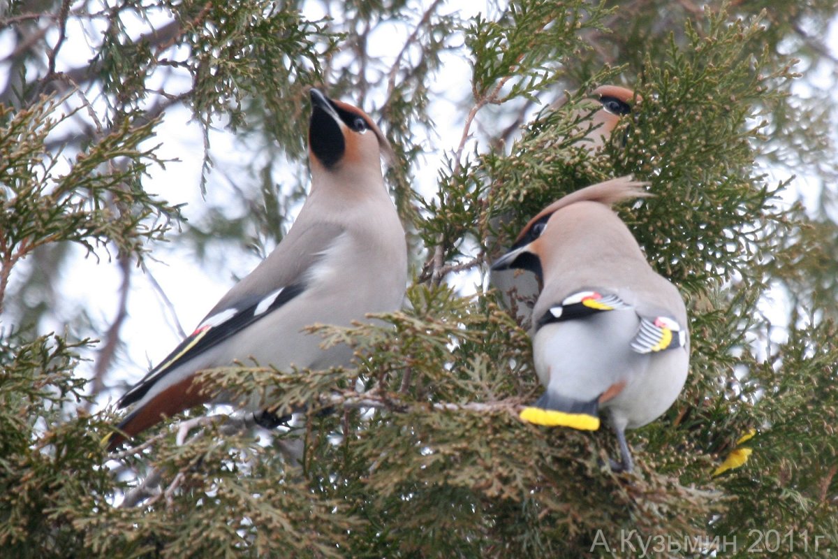 Птицы которые живут в Ростовской области