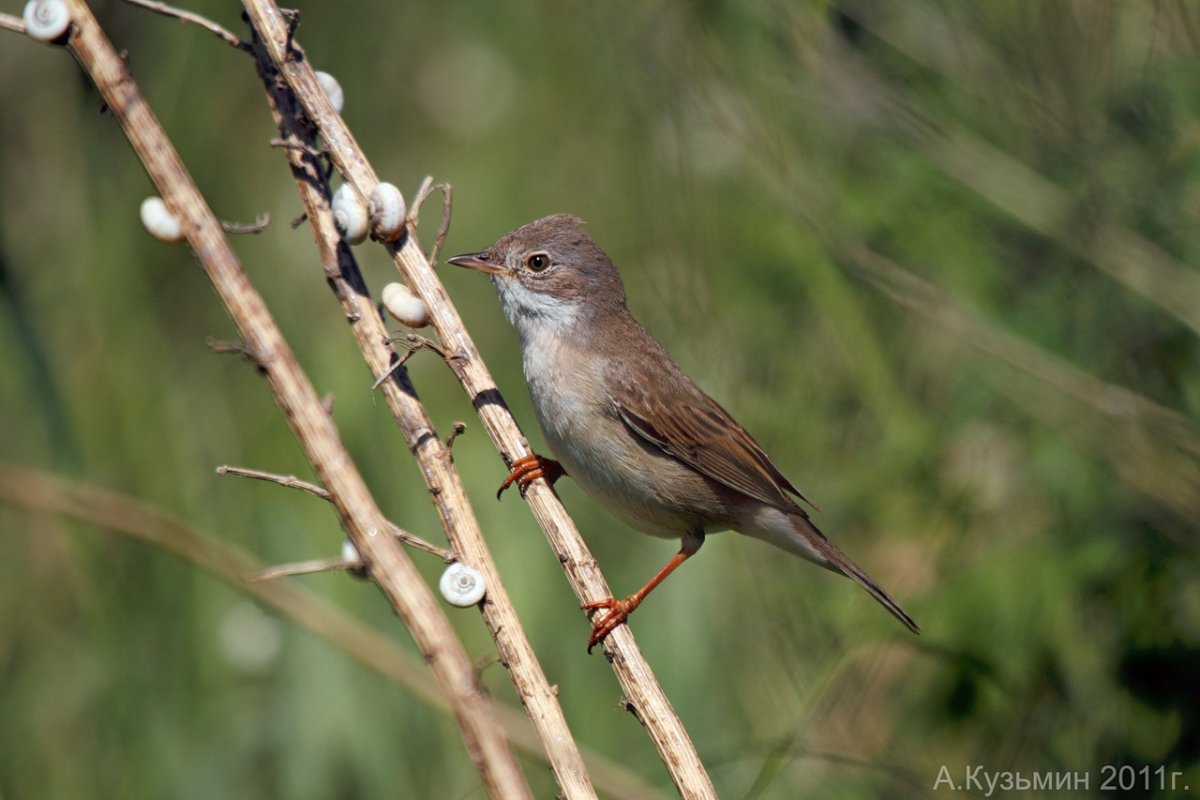 Перелетные певчие птицы Ростовской области