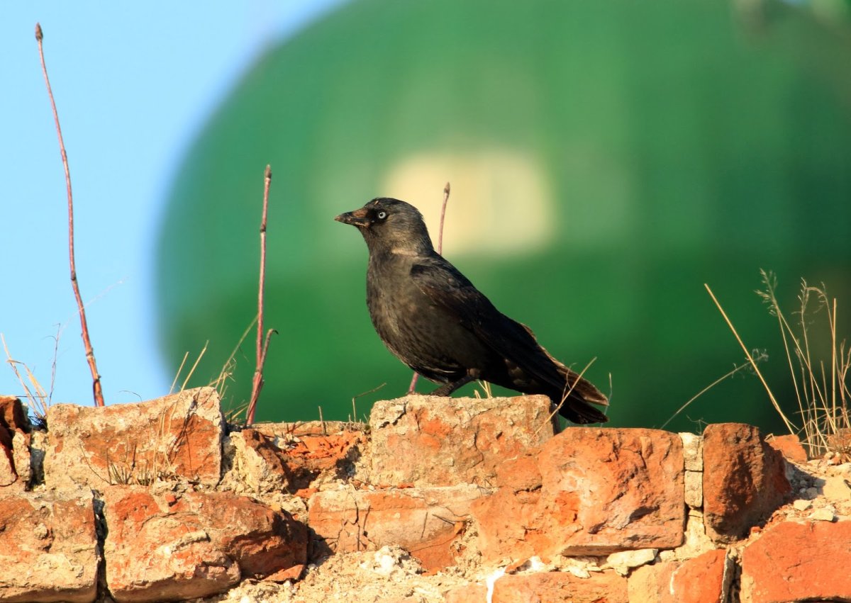 Маленькая птичка в Ростовской области