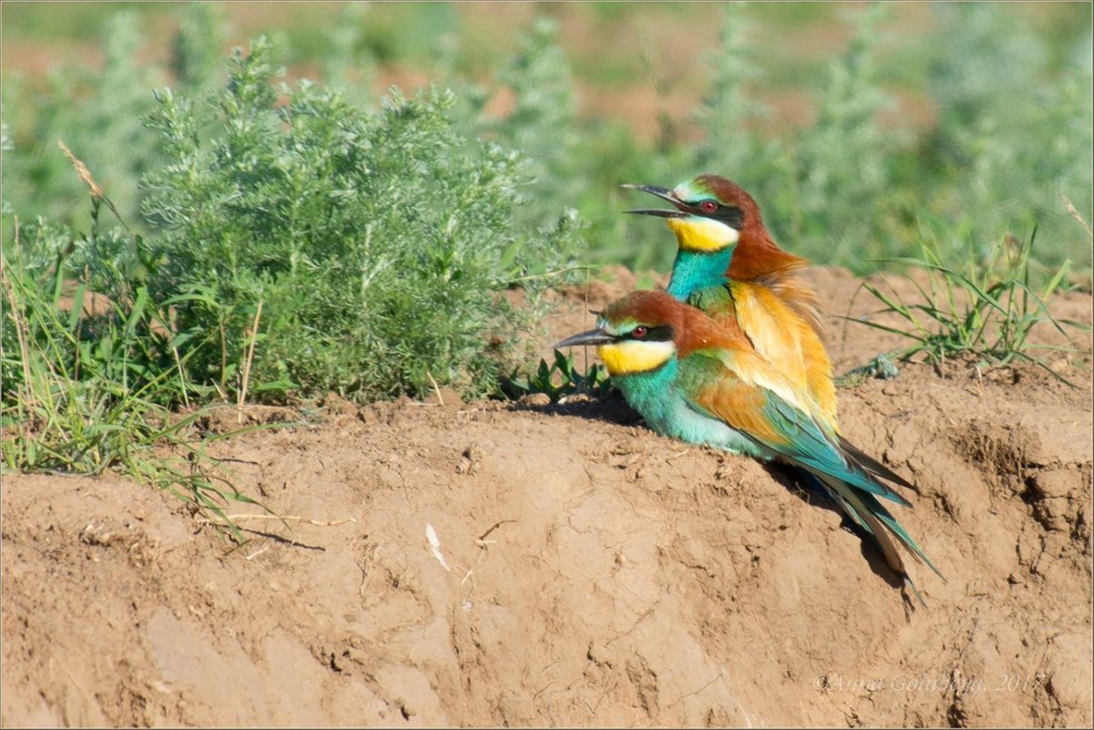 Щурки сизоворонка
