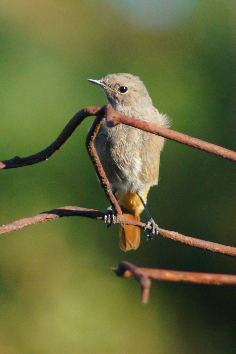 Redstart (Phoenicurus ochruros)