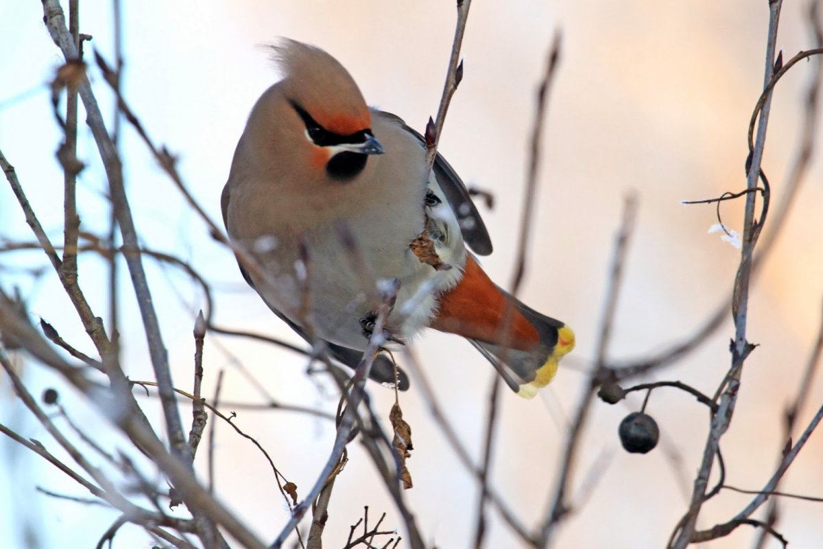 Зимние птицы Ростовской области