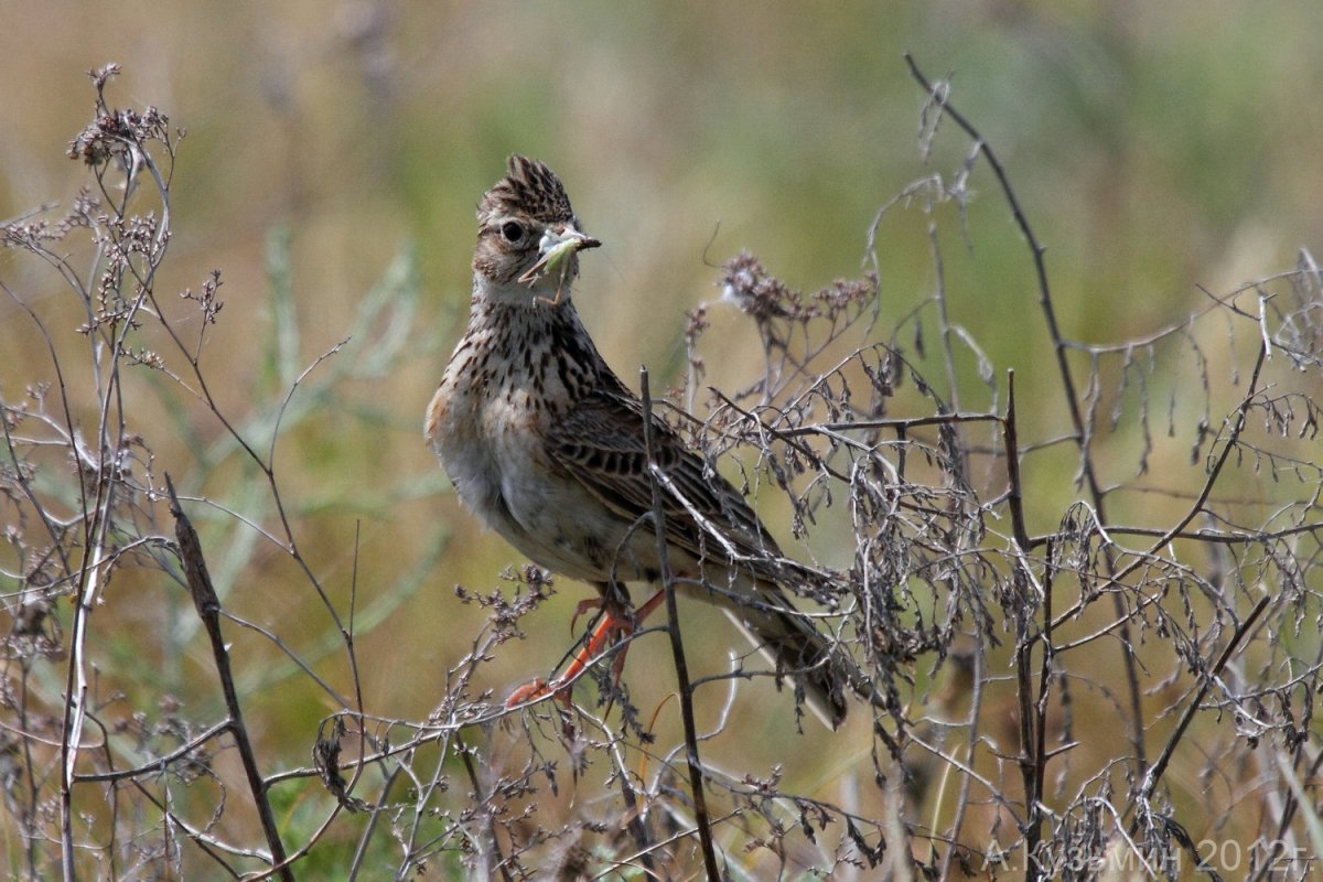 Жаворонок в Ростовской области