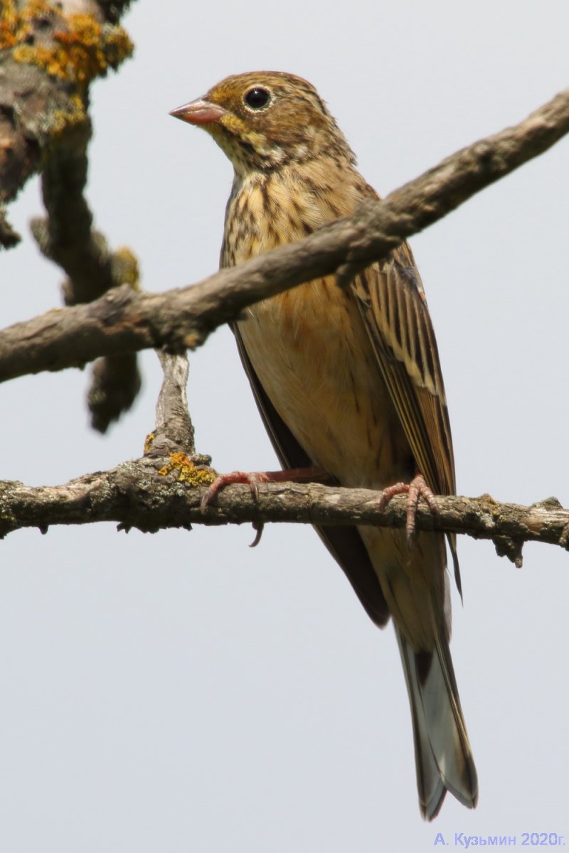 Садовая овсянка