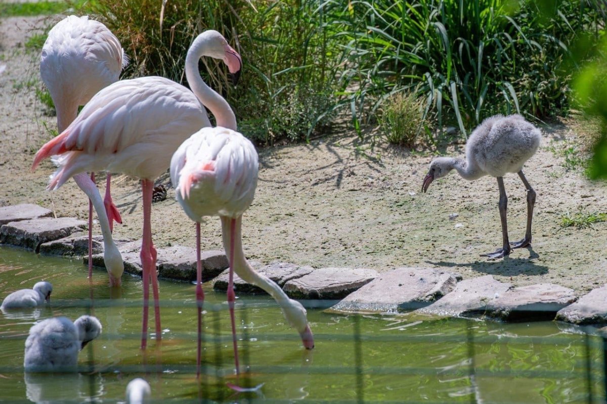 Ростовский зоопарк Фламинго