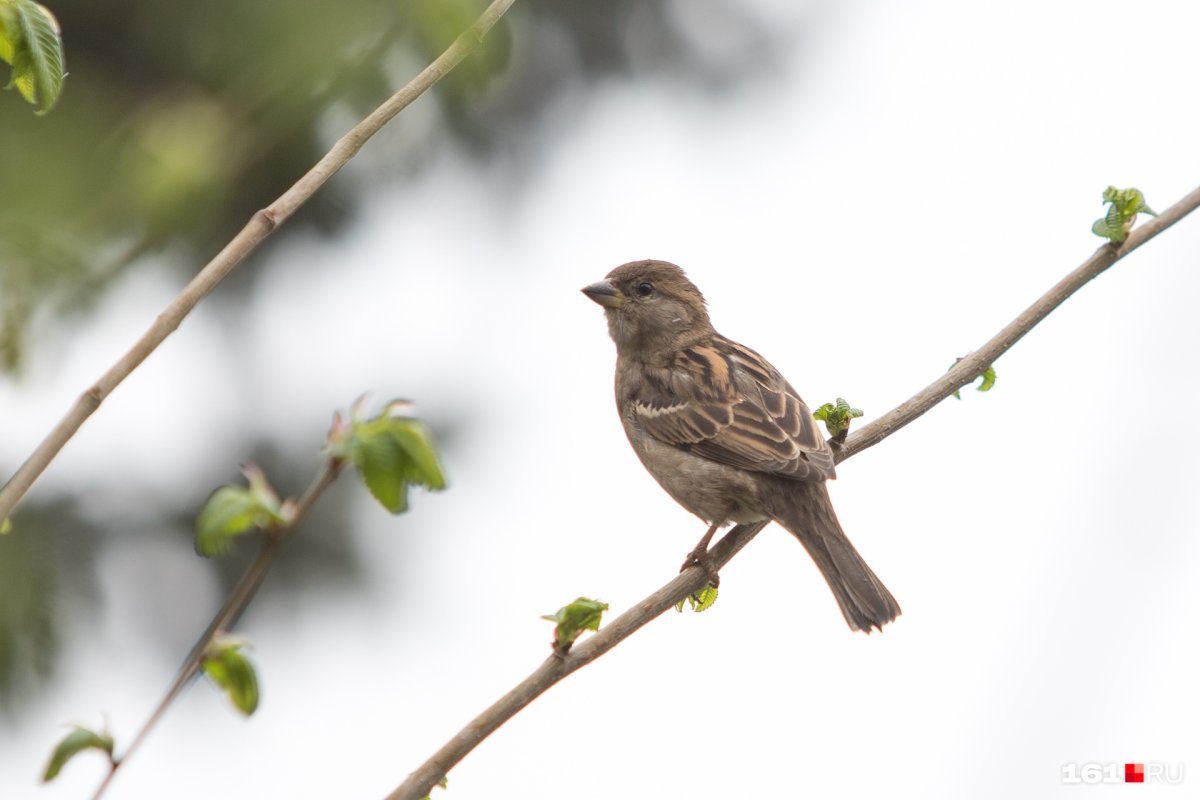 Птицы Ростова на Дону