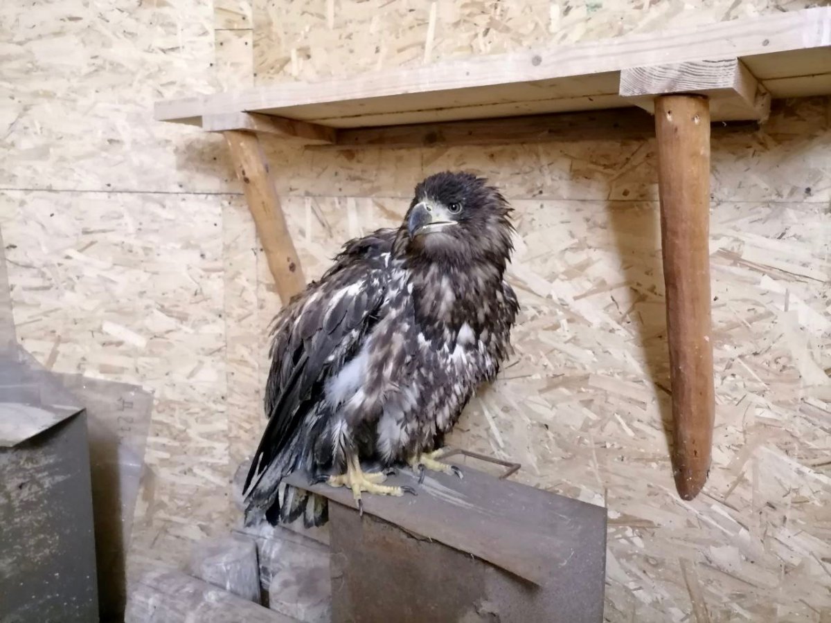 Парк птиц указатель