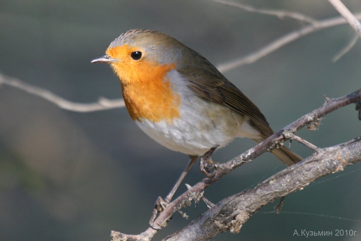 Зарянка в России