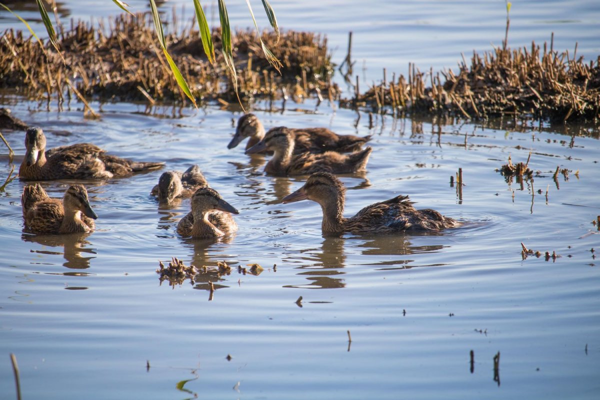 Утиный остров Ростовская область