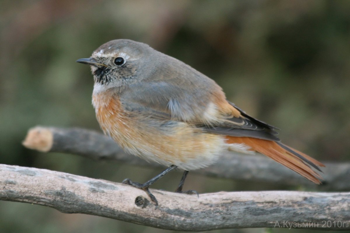 Обыкновенная горихвостка (Phoenicurus Phoenicurus)
