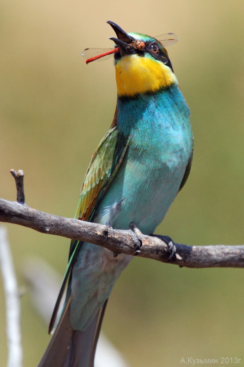 Щурка голубая