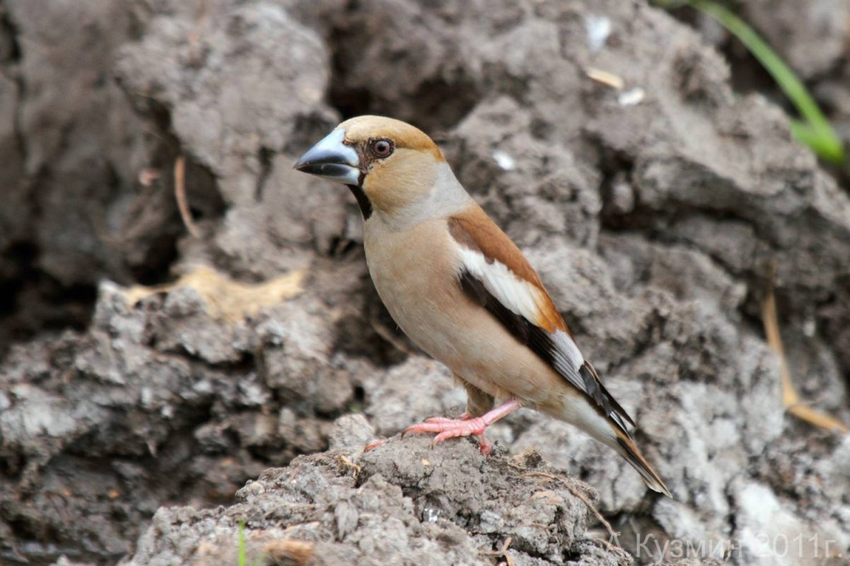 Дубонос Ростовская область