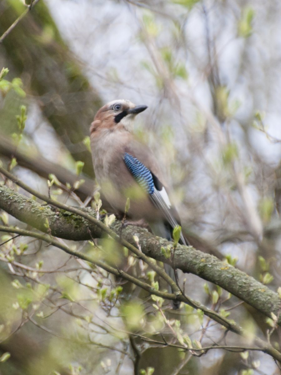 Сойка Воронежской области