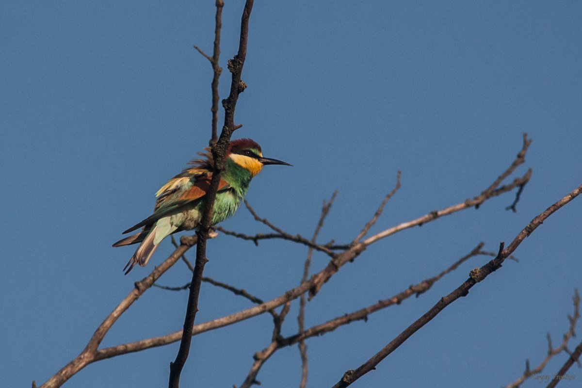 Золотистая щурка ареал обитания