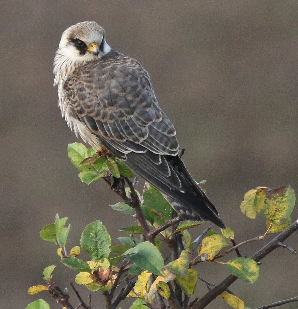 Кобчик Луговой