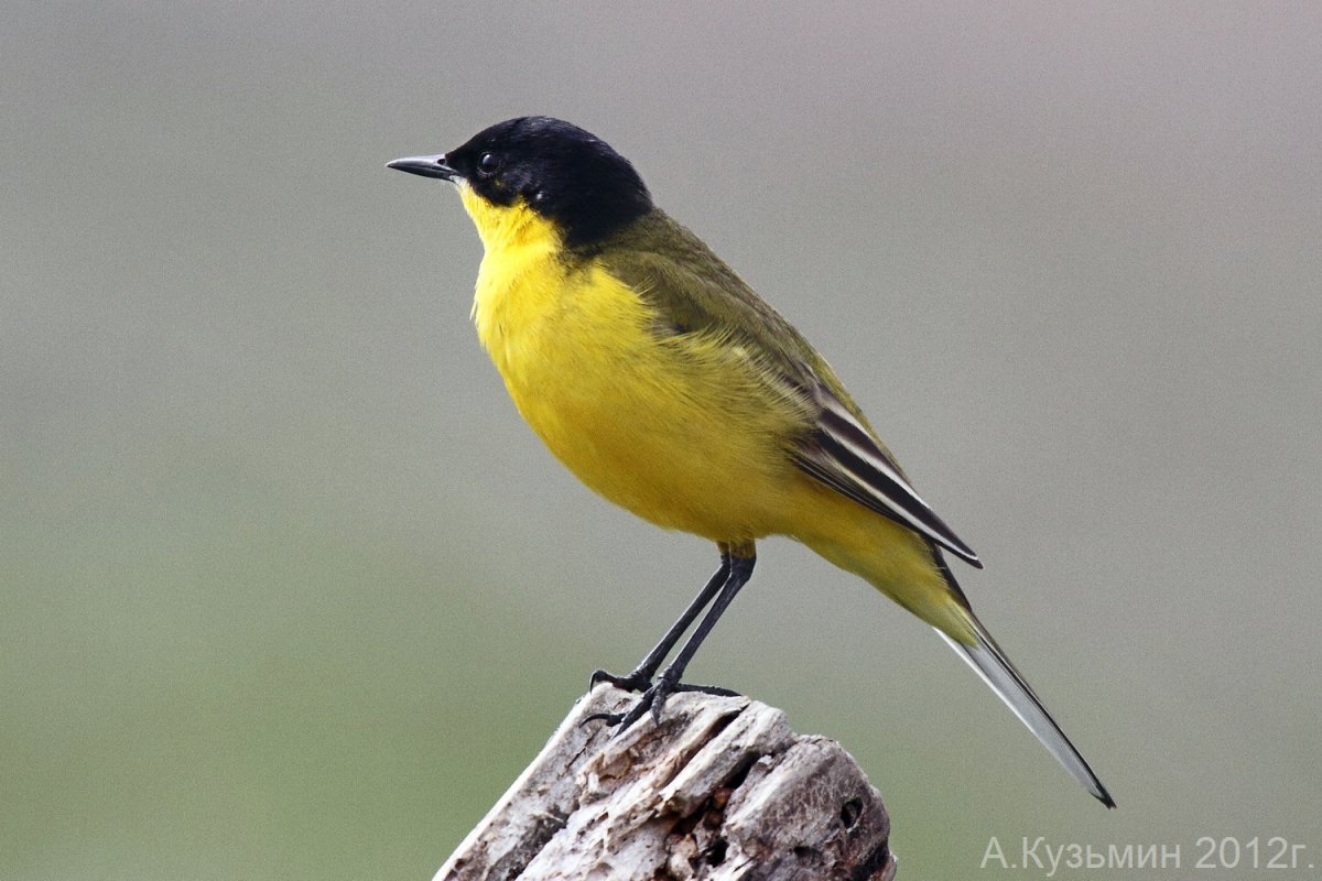 Жёлтая трясогузка в Ростовской области