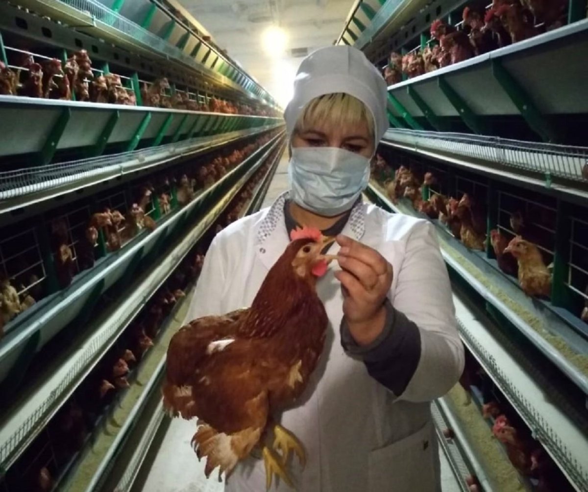 Ветеринар птицефабрика