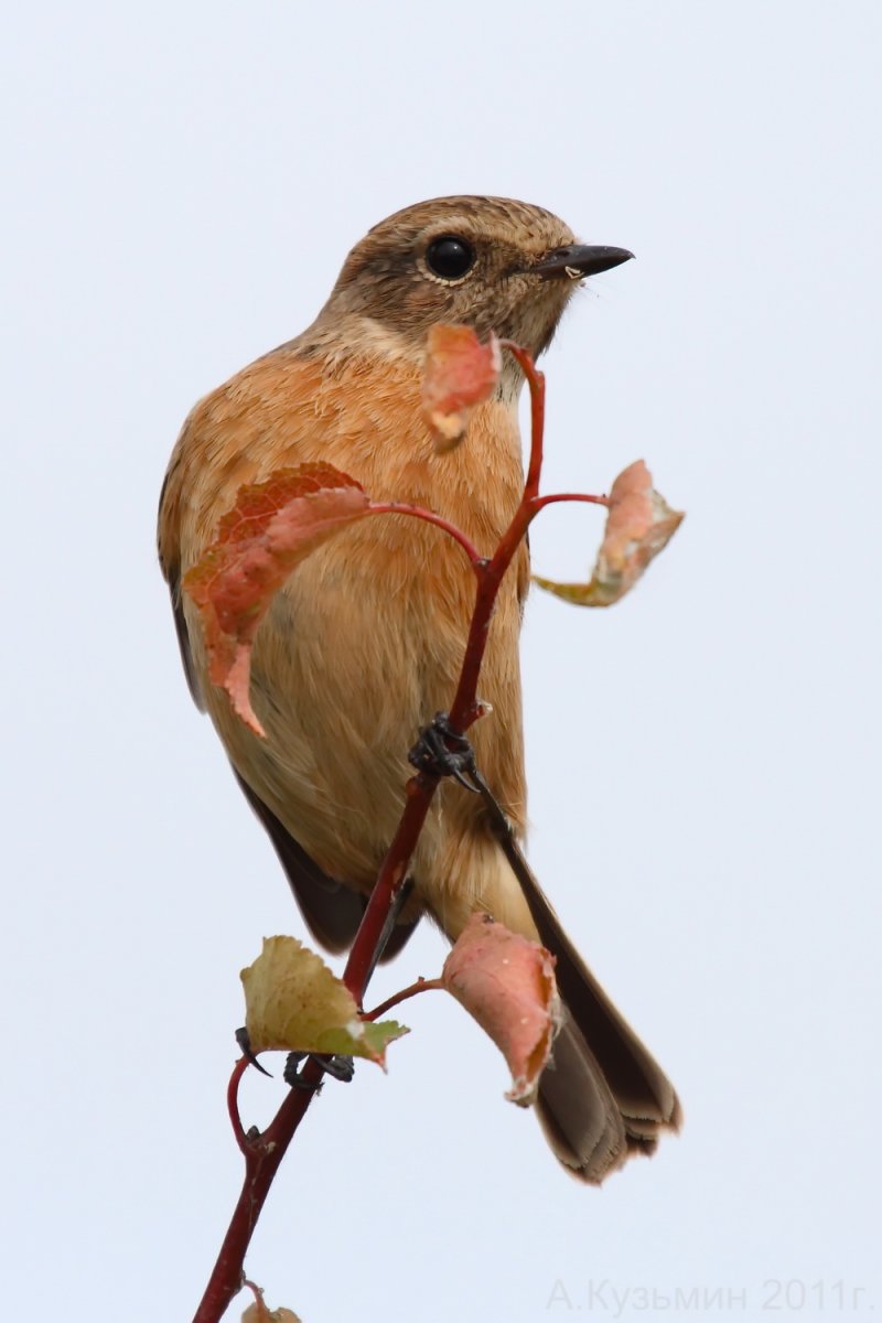 Птицы обитающие в Ростове
