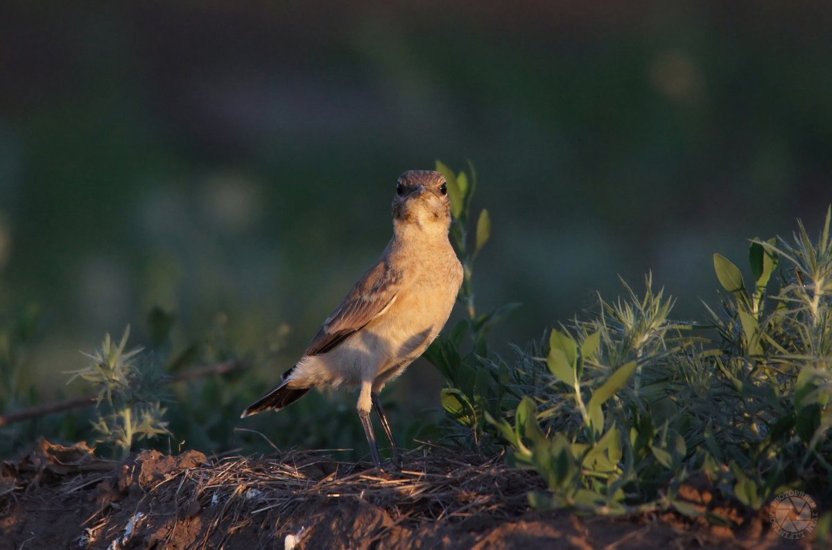 Птицы Ростовской области