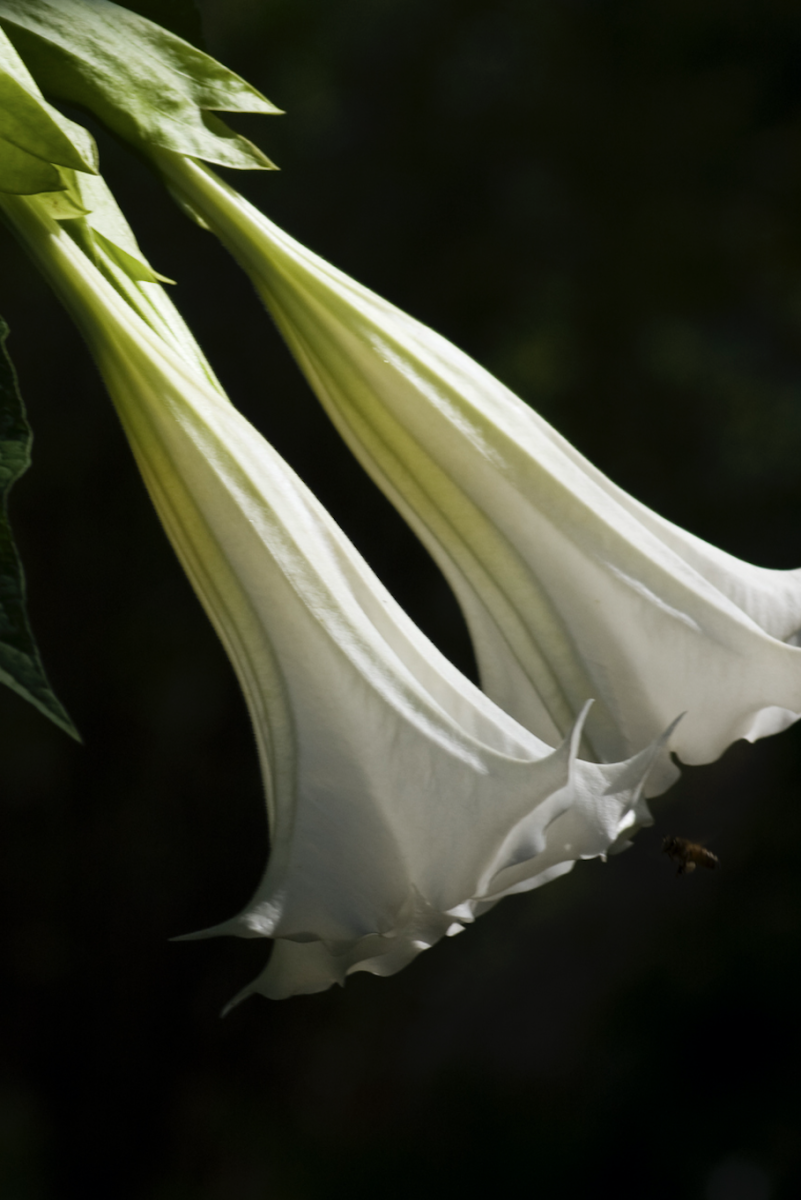 Датура голубая