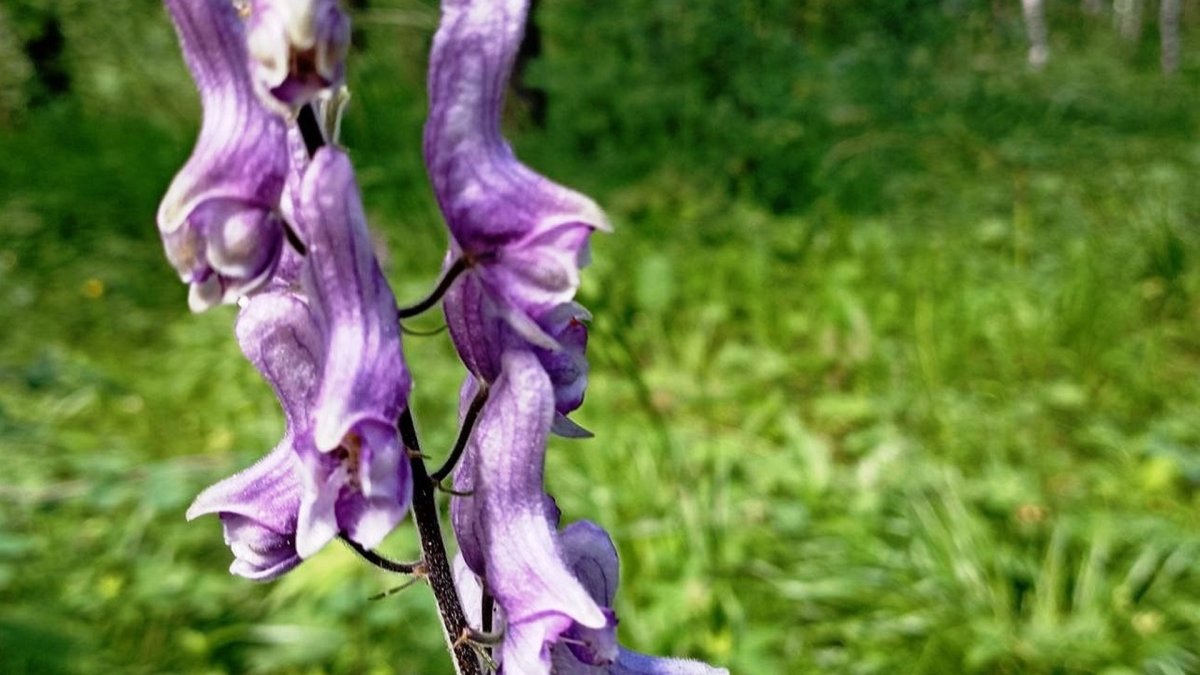 Ядовитое растение на Таганае