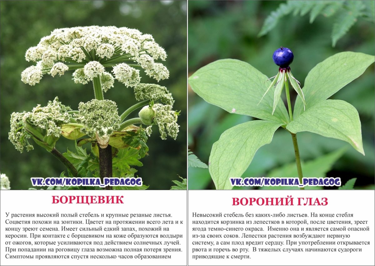 Ядовитые растения Краснодара