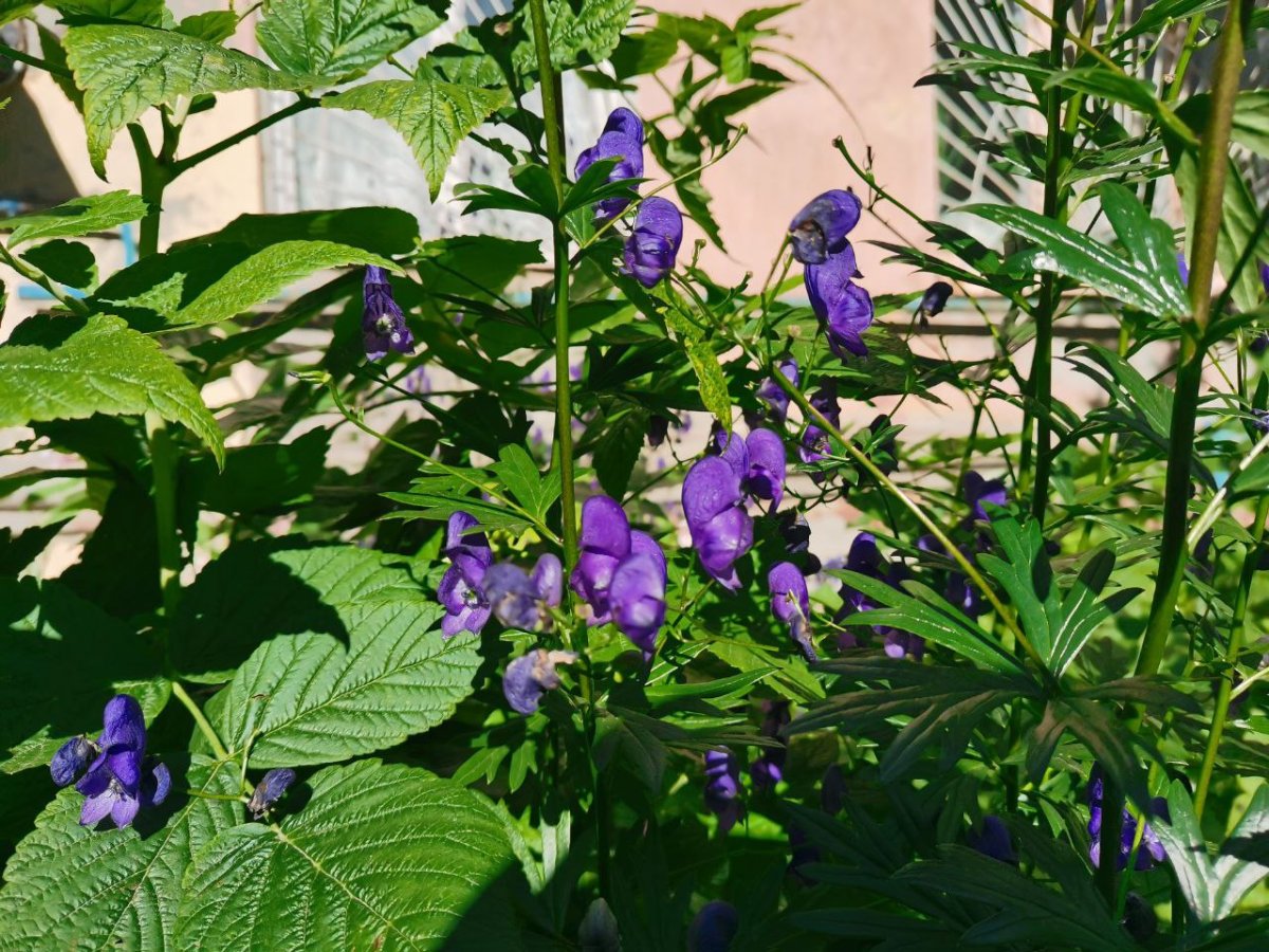 Ядовитое растение в Турции цветок
