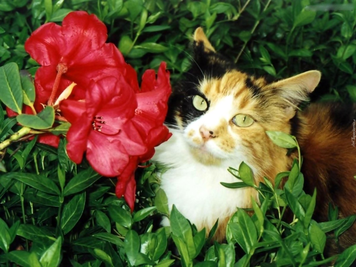 Кошка с цветами