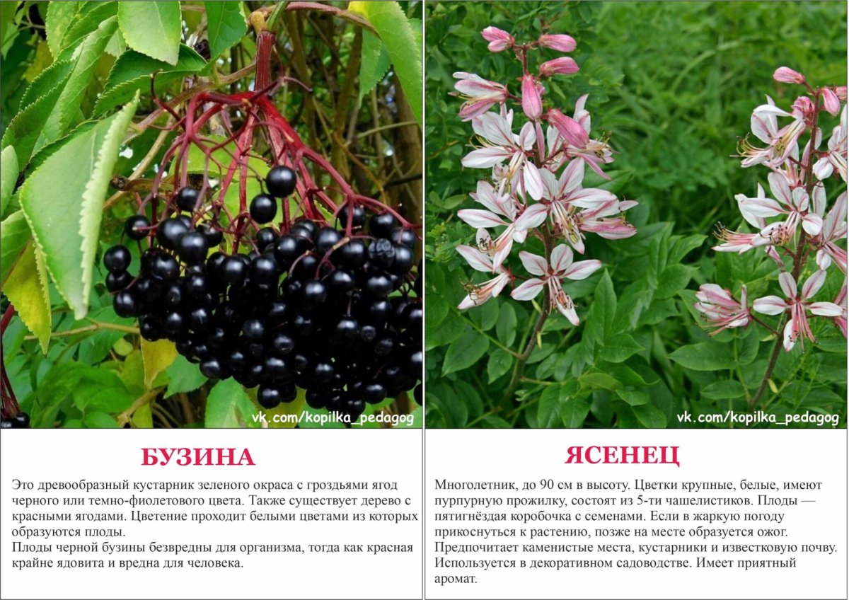 Хоста растение ядовитое или нет