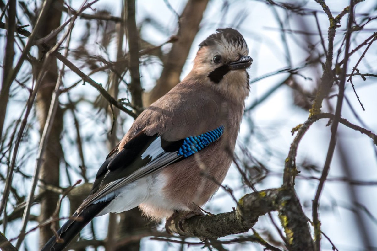 Сойка хохлатая