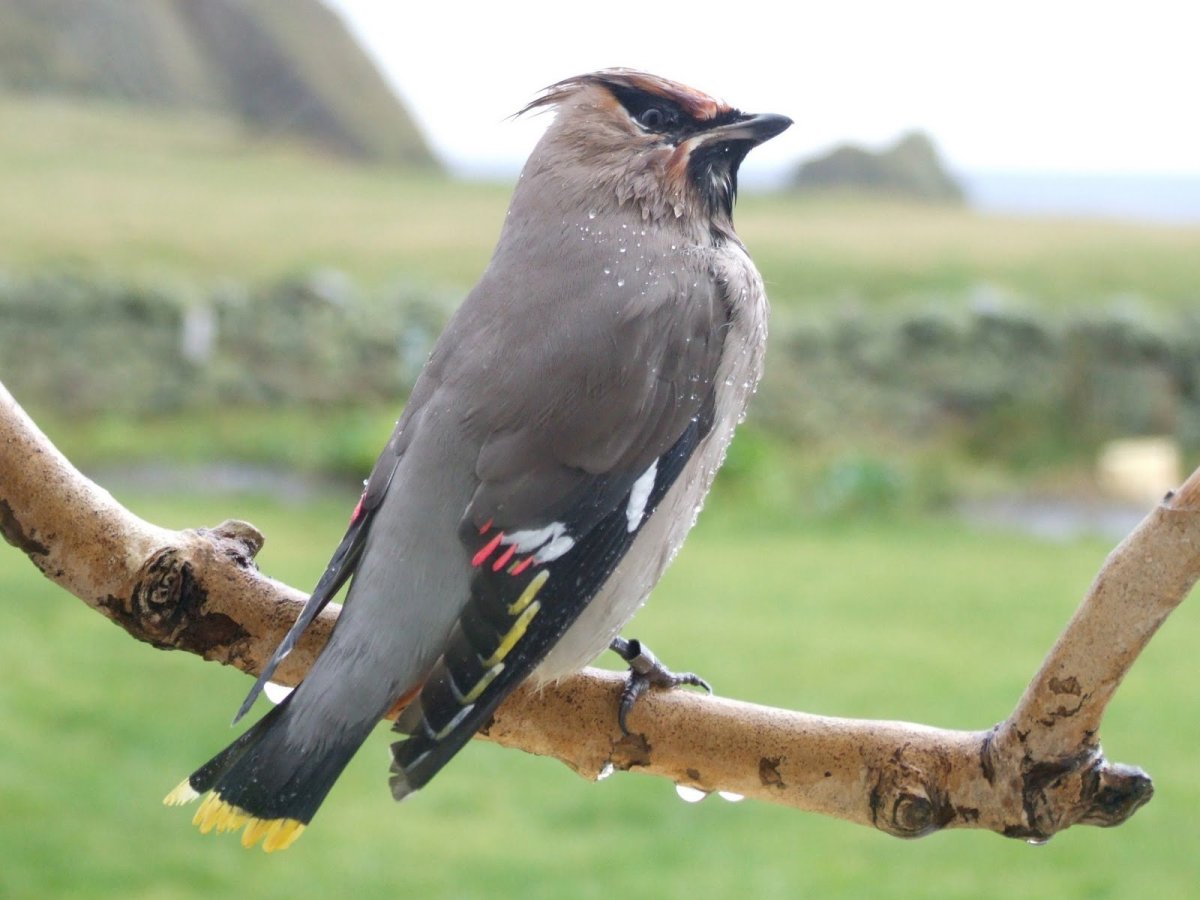 Большая птица в Москве
