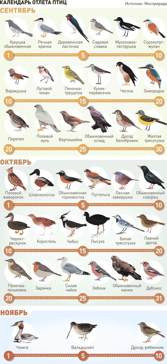 Птицы Москвы
