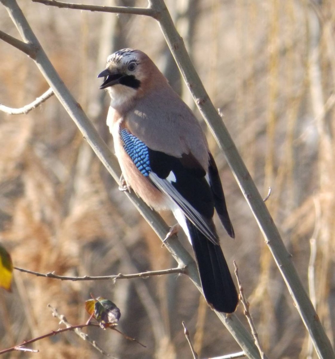 Юкатанская Сойка