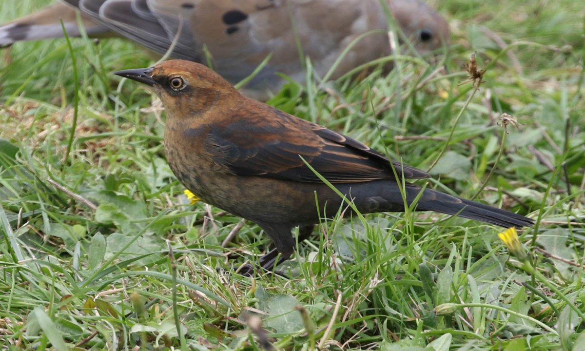Большие птицы Подмосковья