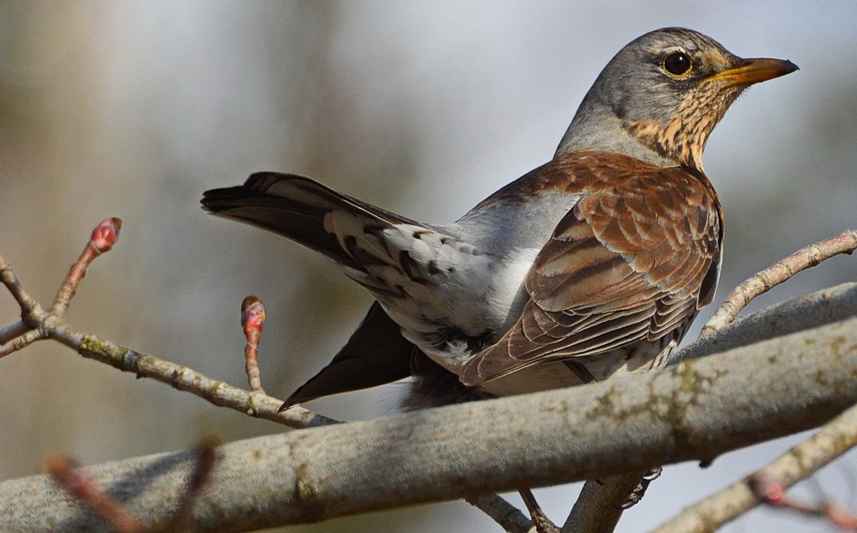 Коричневая птичка Ульяновск